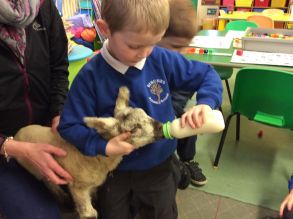 A lamb came to school!